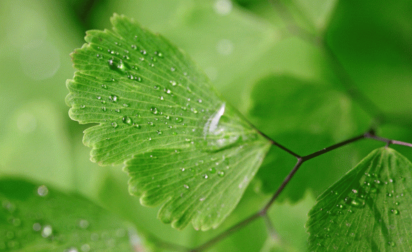 Green-leaves-water-drops-na